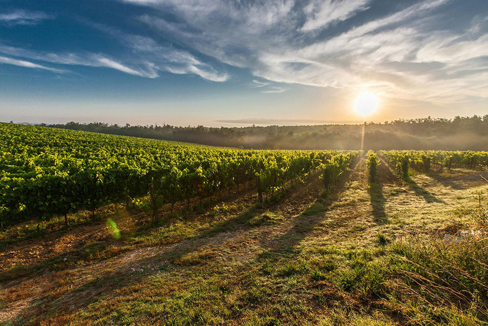 vigne - Ardèche