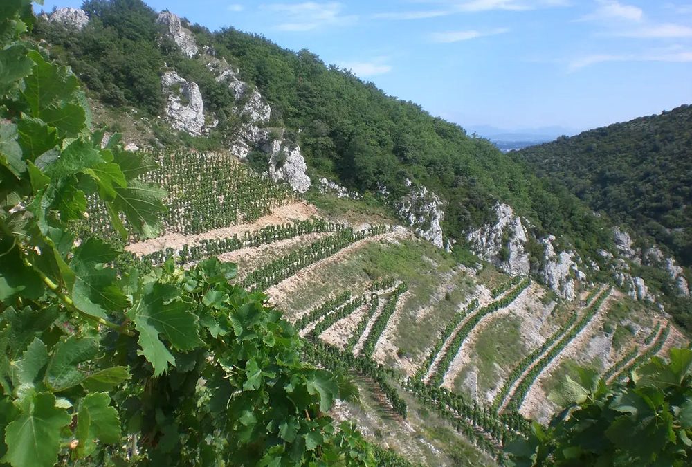 Workshop de Degustação de Vinhos na Maison COURBIS