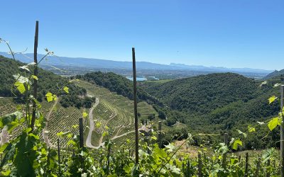 maison Courbis - vignobles